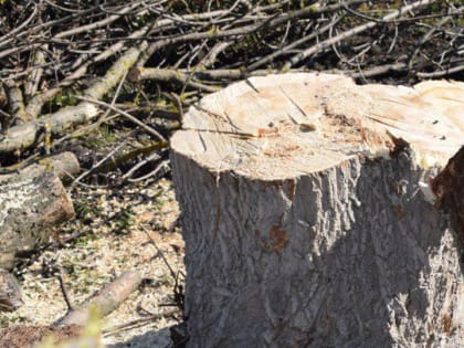 В Заводском районе на рабочего рухнуло спиленное дерево