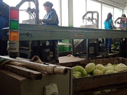 13 тыс. тонн овощей вырастили саратовские аграрии с начала года