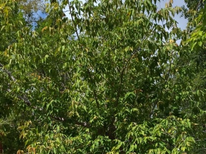 Продолжаются работы по инвентаризации зеленых насаждений