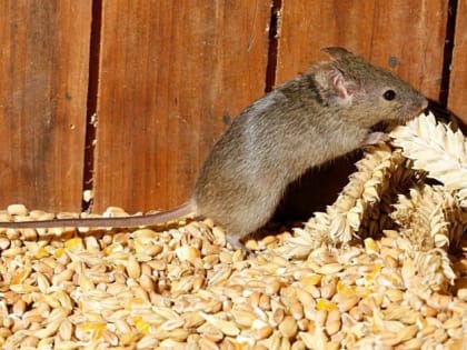 Осторожно! Мышиная лихорадка