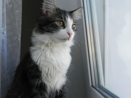 Облачно и без осадков в Саратове