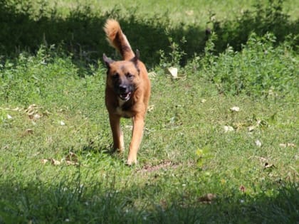 В Ленинском районе бродячая собака укусила 10-летнего мальчика