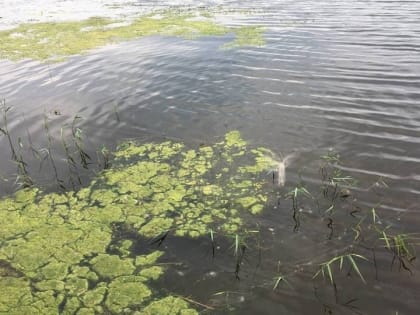 В Волге под Энгельсом нашли тело пенсионера