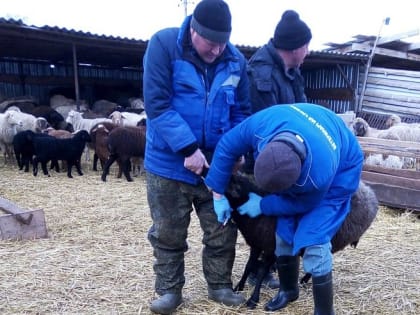 Ветеринары ликвидировали  четыре очага инфекционных болезней животных