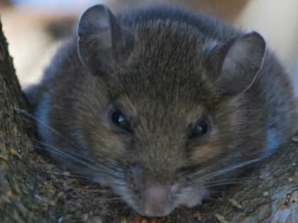 У жителей Саратовской области подтверждено 9 случаев мышиной лихорадки
