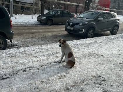 Бастрыкин потребовал объяснить волокиту по делу о нападении собак в Саратове