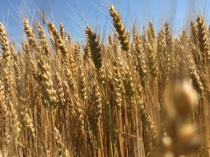 Прогноз погоды в Саратове на 3 сентября