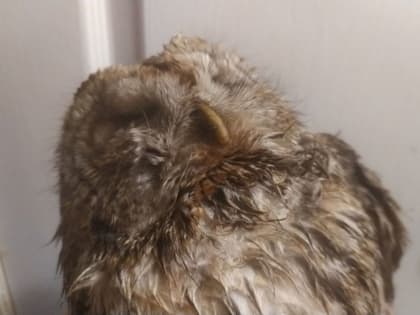 В Саратове спасли замученную сову в Гагаринском районе