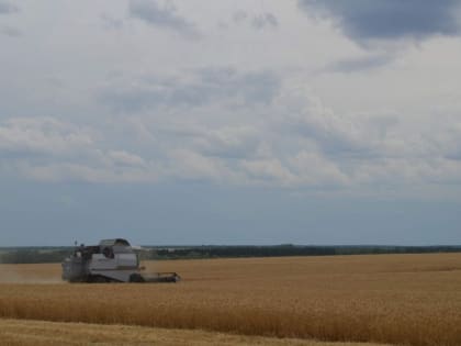 В Саратовской области намолочены первые полмиллиона тонн зерна нового урожая