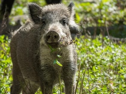 В Саратовской области открыта охота на кабана и сурка
