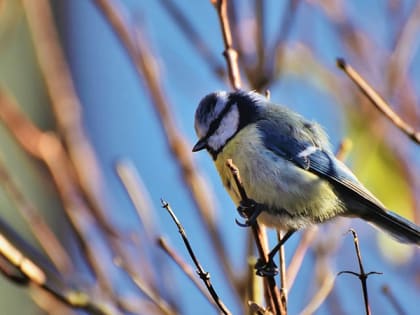 В Саратовской области ждут солнечную пятницу с теплом до +5 градусов