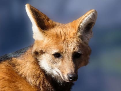 В саратовских лесах разложили 2 миллиона доз вакцины от бешенства