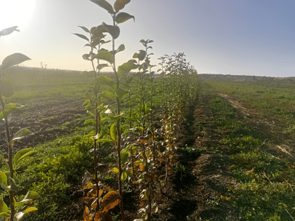 В Гагаринском районе началась высадка фруктовых садов
