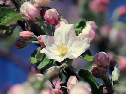 Жителей Саратовской области ожидает нежаркий день без осадков