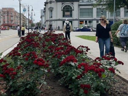 Саратовец похитил розы с клумбы в центре города ради девушки