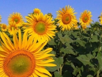 В Саратовской области сфера АПК получила господдержку на 4 млрд