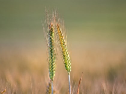 В Саратовской области собрали 5 млн тонн зерна