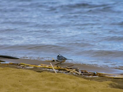 В Саратове облачно и без осадков