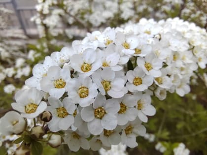 Среда в Саратове будет облачной