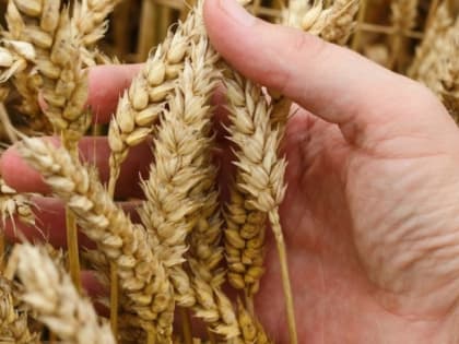 В Саратовской области собираются собрать 4,4 млн тонн зерна