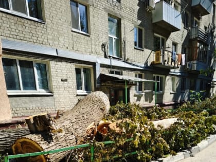 Незаконная вырубка деревьев в Заводском районе Саратова