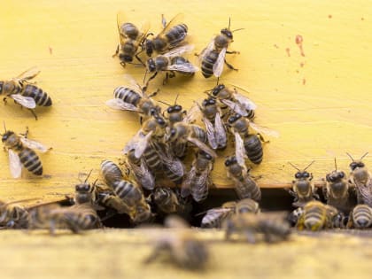 Массовая гибель пчел в регионе. Как спасти?