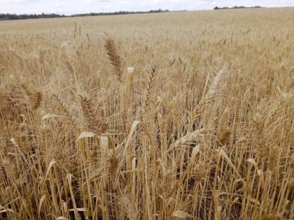 Петровские земледельцы убирают озимые зерновые культуры