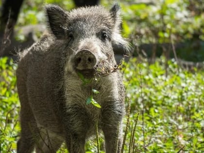 В Саратовской области открывается охота на кабана