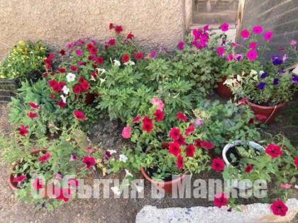 Жительница Маркса передала городу саженцы цветов