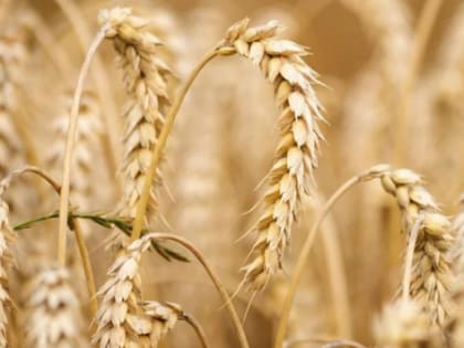 Россия хочет перейти на рублевые расчеты за экспортируемое зерно