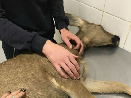 На Кумысной поляне сбили косулю: активисты хотят переправить олененка в питерскую клинику