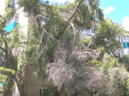 Депутаты городского Совета: у Балакова должен быть «зелёный паспорт»