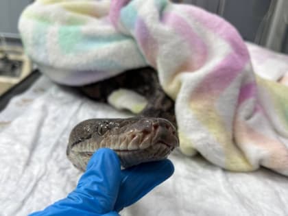 Год Змеи. В Саратове ветеринары спасли проглотившего пеленку питона