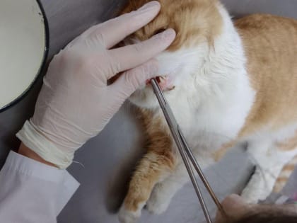 Под Саратовом у кота Тишки вырвали зуб