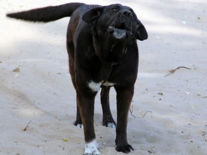 В Татищеве бездомная собака напала на пенсионерку