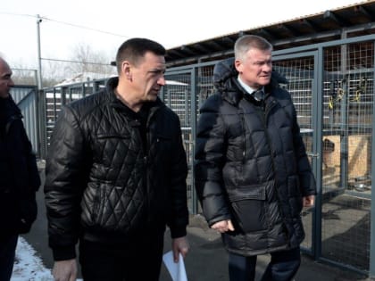 В Саратове начнут усиленно отлавливать бродячих собак