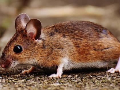 В Саратовской области опасаются вспышки заболеваемости мышиной лихорадкой