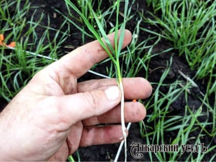 Посевы озимых в Аткарском районе находятся в хорошем состоянии