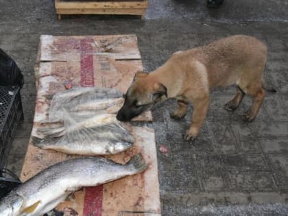 На прошедшей неделе в Балакове за торговлю в неустановленном месте консервированными грибами и свежей рыбой составлено 5 протоколов