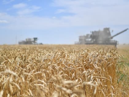 Саратовские власти отчитались о сборе 5 млн тонн зерна