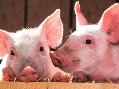 В крупном саратовском свинокомплексе карантин по АЧС длился четыре месяца