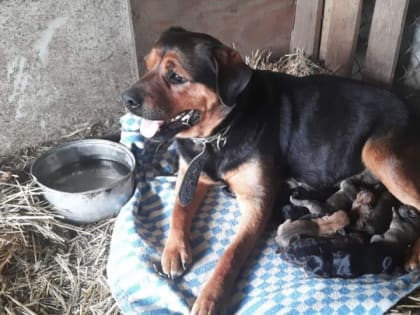 У спасенной из логова "Робинзона" собаки нашелся прежний хозяин