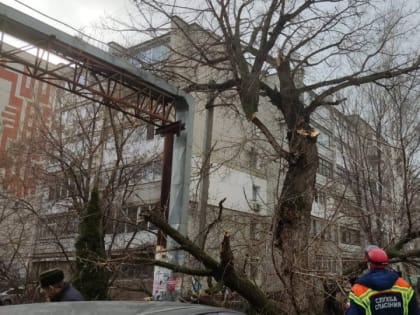 В Энгельсе на женщину рухнула крупная ветка дерева