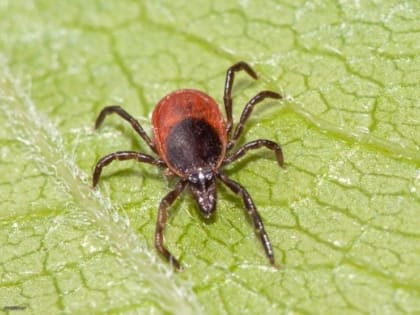 Памятка для населения по профилактике клещевого боррелиоза