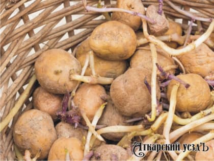 Медики объяснили, почему крайне опасно есть проросшую картошку