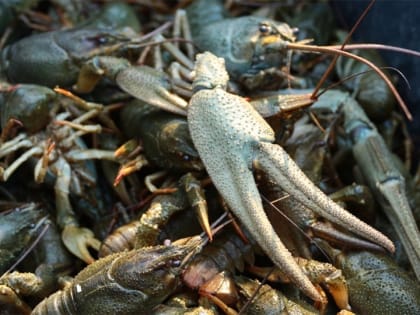 В Озинках в Саратовскую область не пропустили подозрительных раков