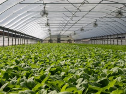 В Саратовской области хотят открыть китайское садоводческое предприятие