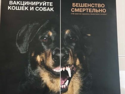 Бешеная собака отправила на карантин деревню под Саратовом