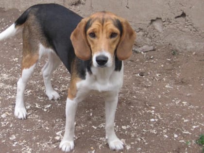 В Саратове супруги выгуливали гончую. Прохожий отреагировал на лай кулаками