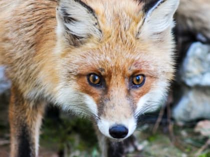 В Саратовской области выявлен новый очаг бешенства
